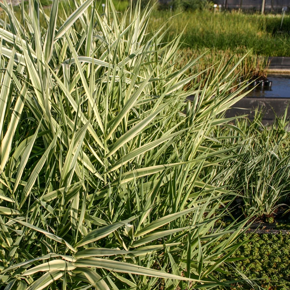 Reed, Variegated Giant