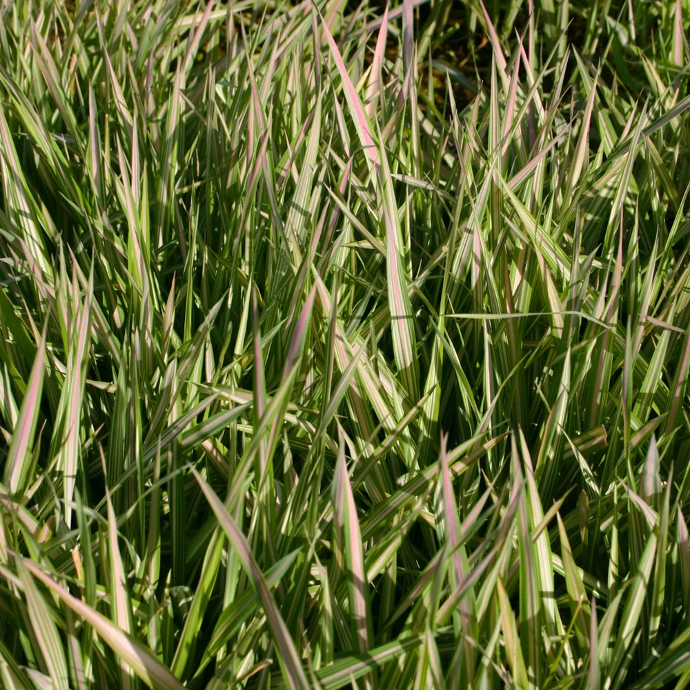 Ribbon Grass, Strawberries And Cream
