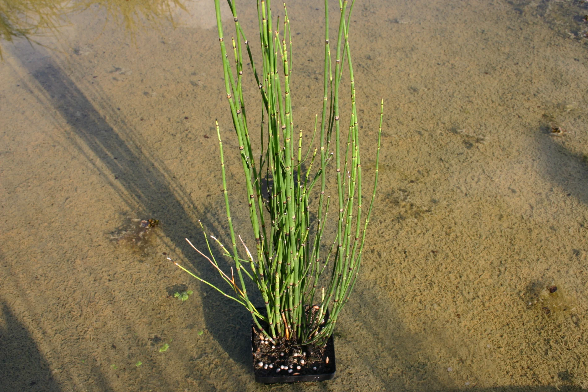 Equisetum hyemale — Florida Aquatic Nurseries