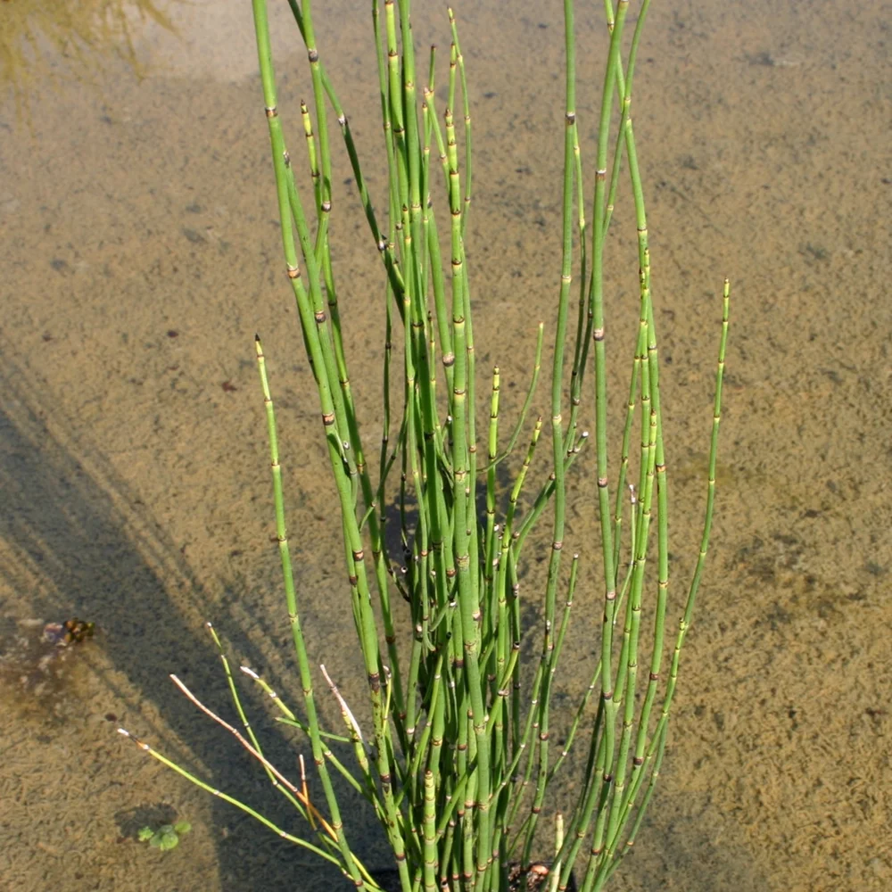 Rush, Horsetail