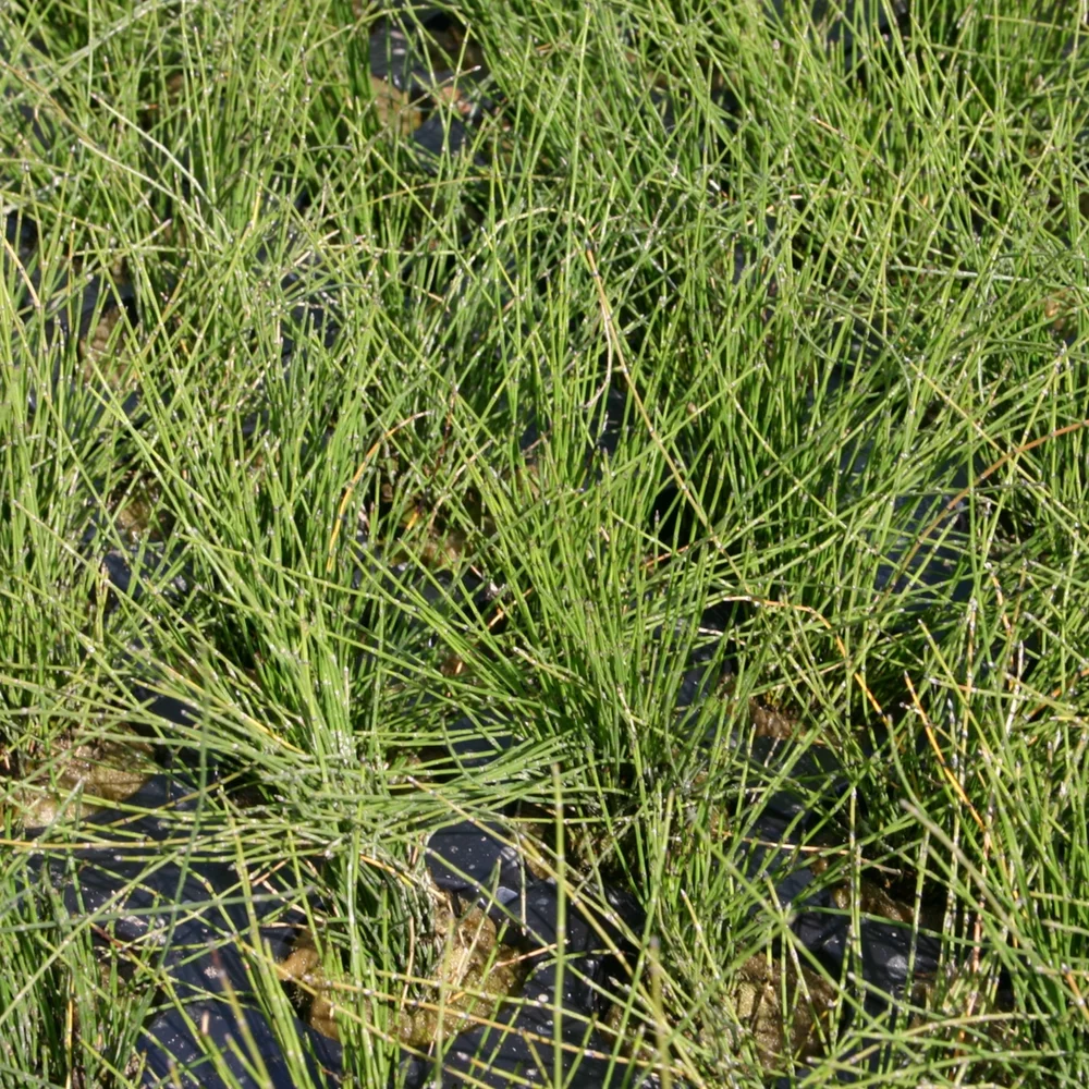 Rush, Horsetail Dwarf