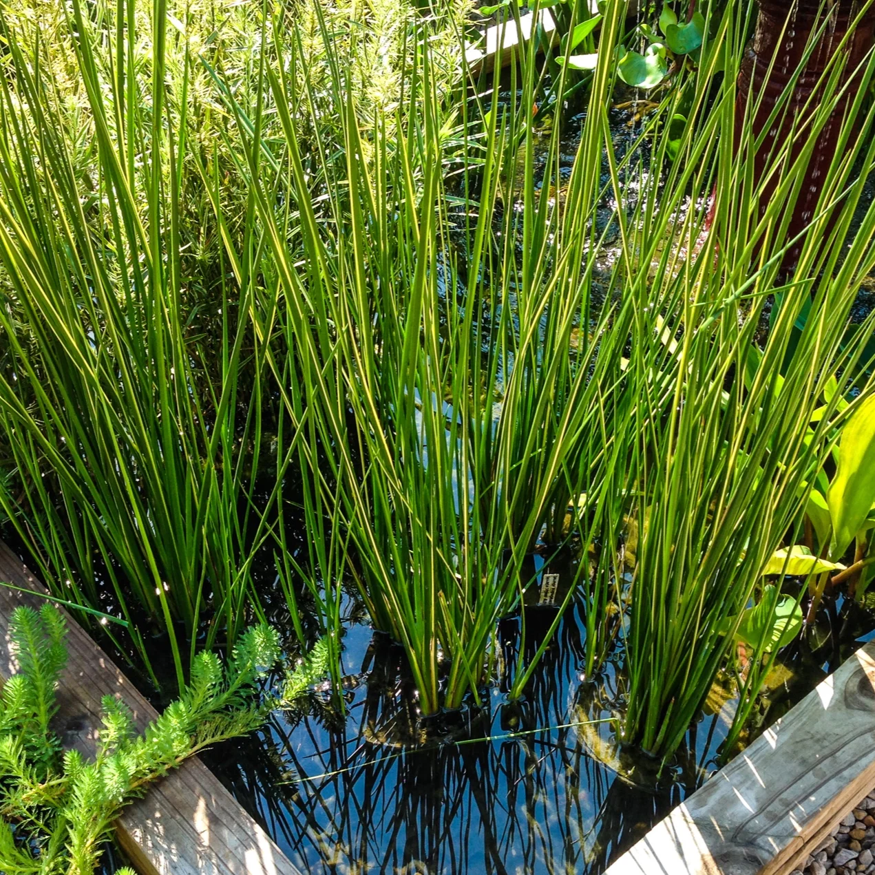Variegated+rush+2+%281+of+1%29.jpg