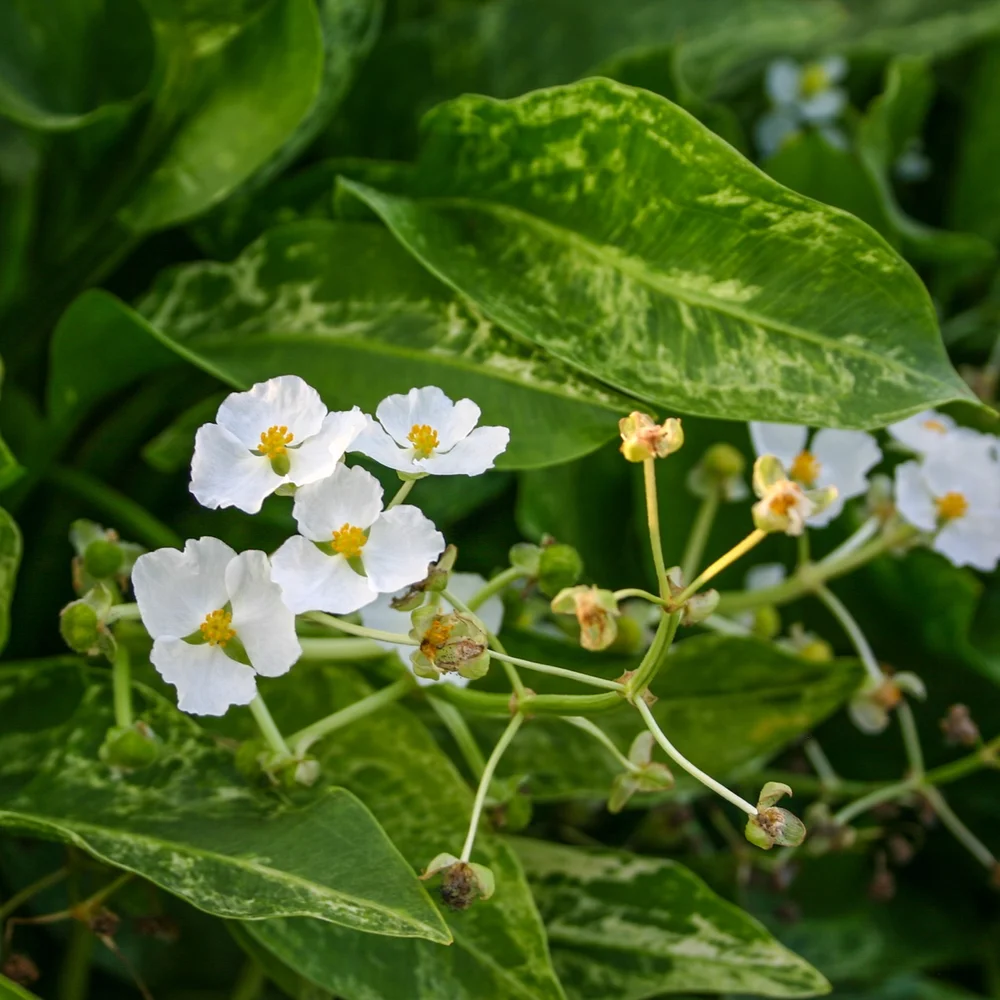 Sagittaria, Crushed Ice