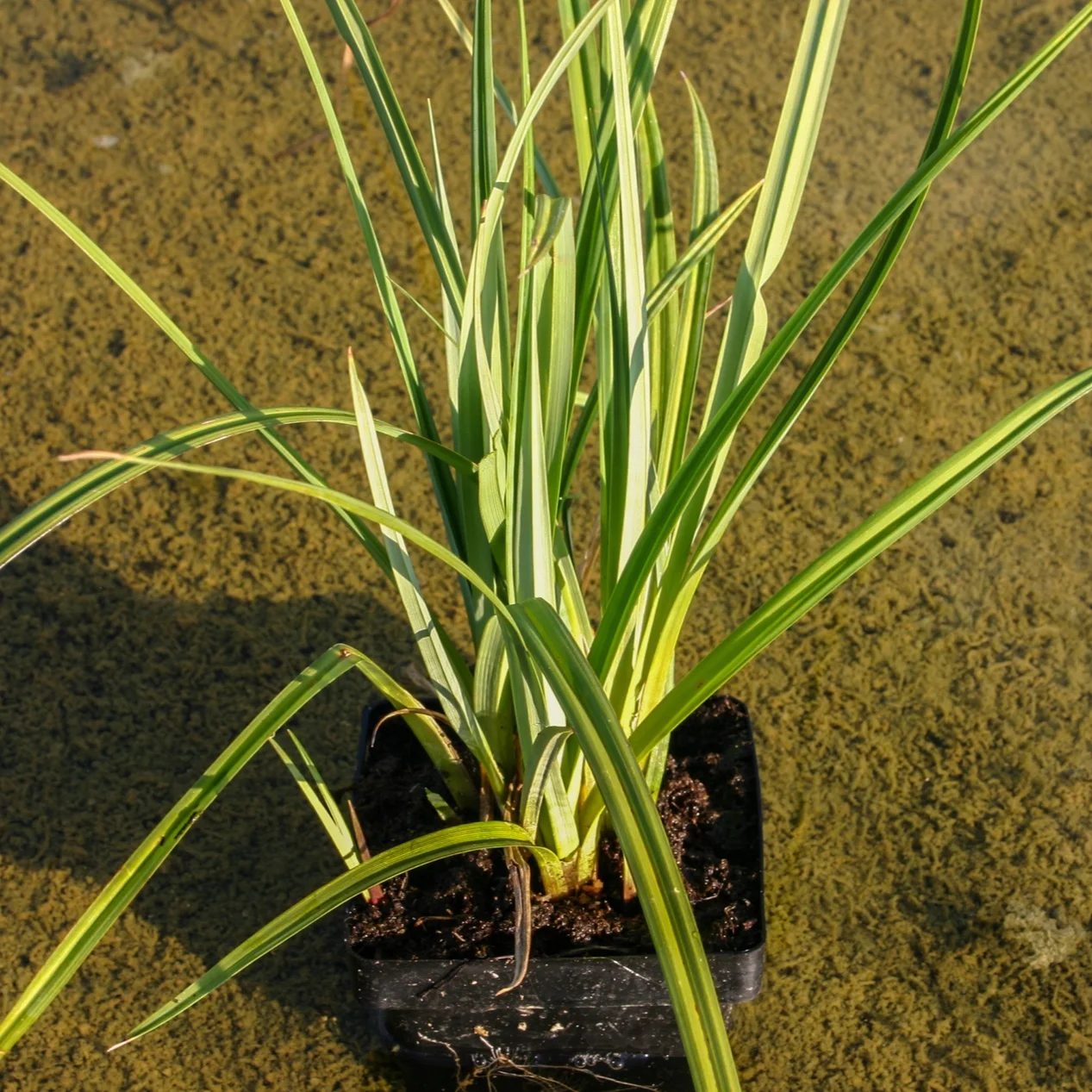 Sedge+%281+of+1%29.jpg