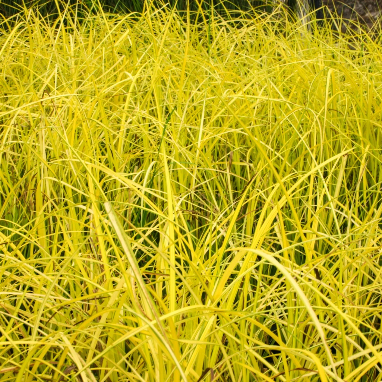Golden+Sedge+%281+of+1%29.jpg