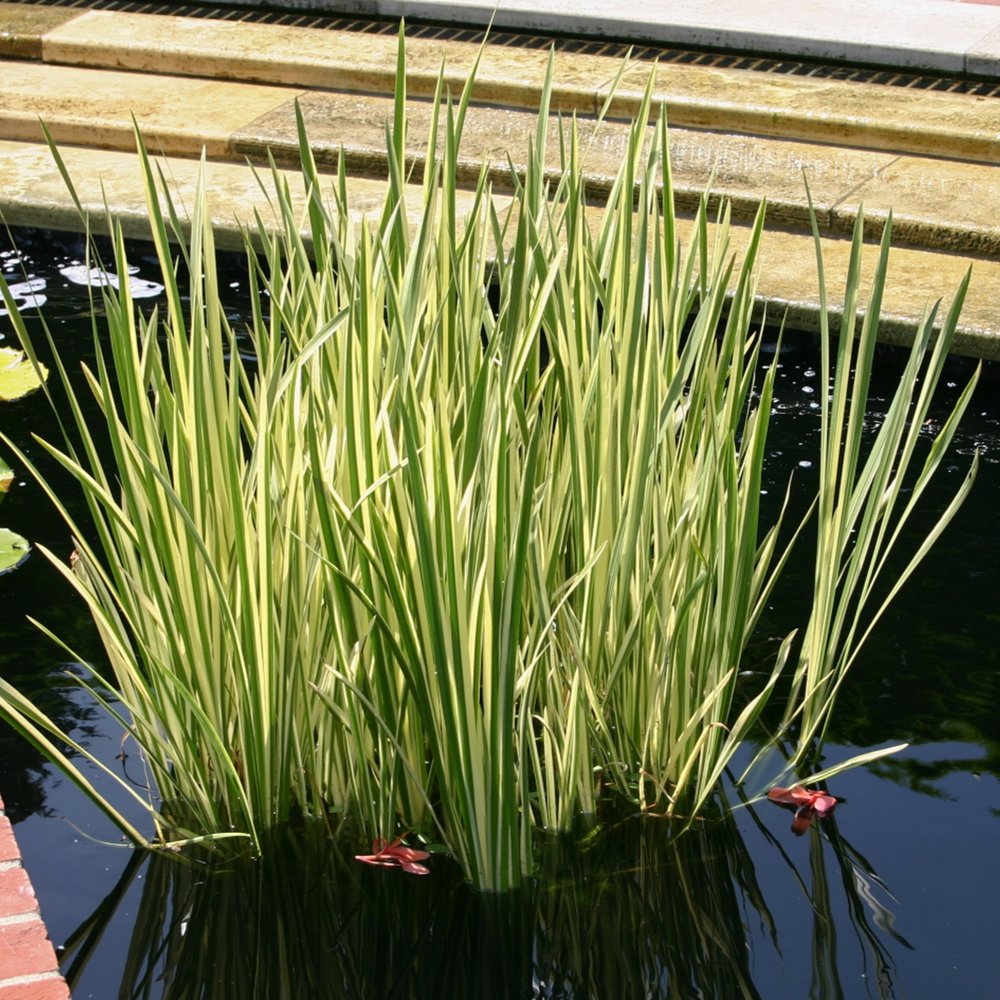 Pond Plants — Florida Aquatic Nurseries