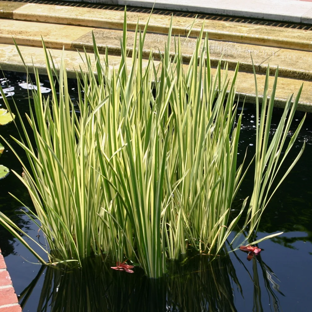 Sweetflag, Variegated