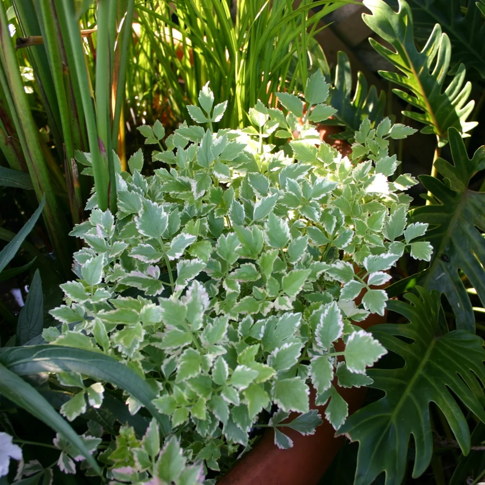 Water Celery Varigated