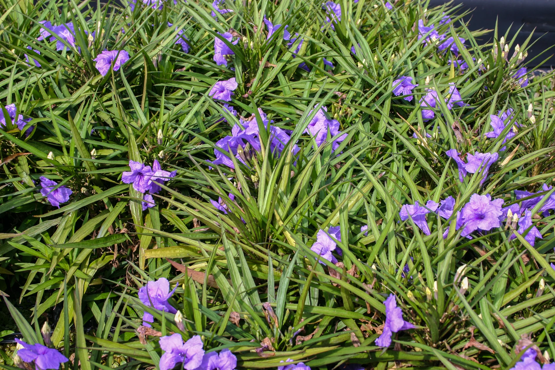 Ruellia brittoniana 'Katie' — Florida Aquatic Nurseries