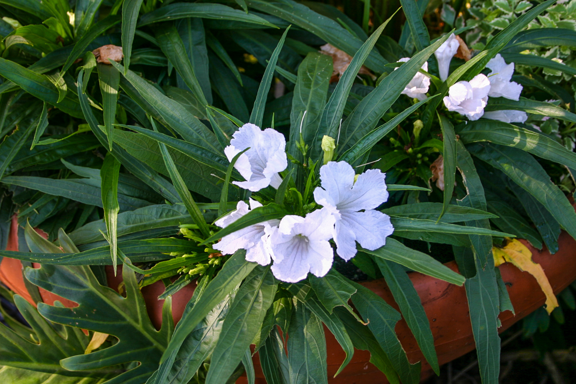 Ruellia brittonia, white — Florida Aquatic Nurseries