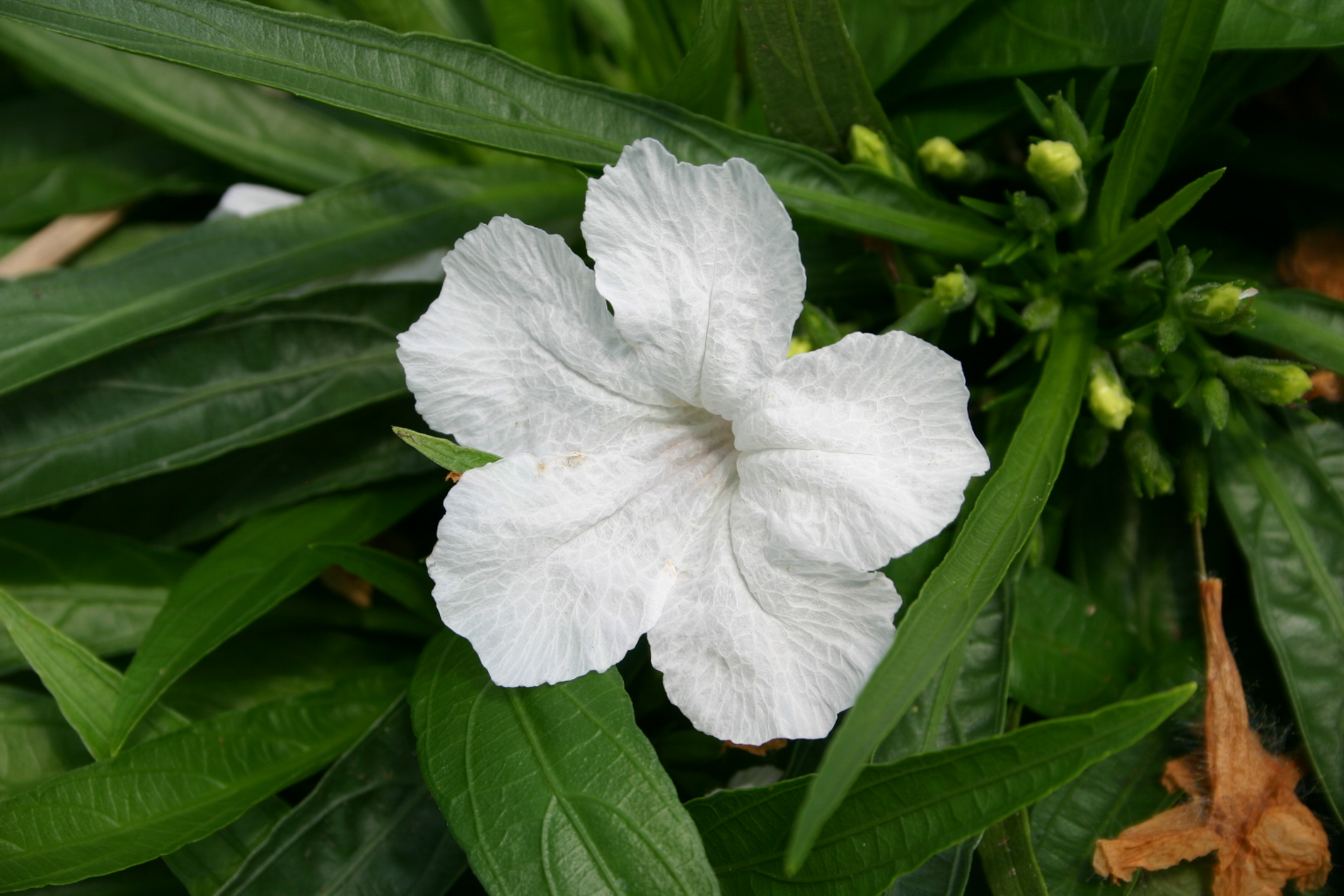 Ruellia brittonia, white — Florida Aquatic Nurseries