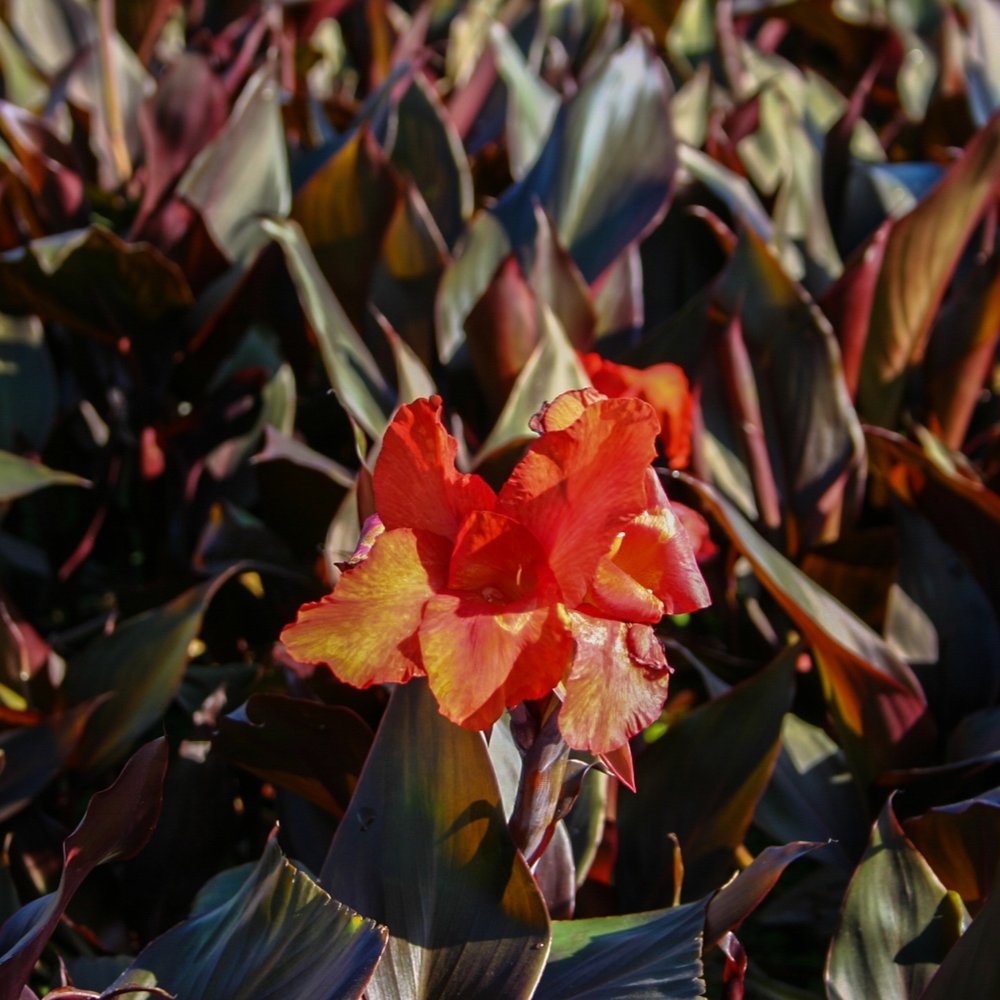Canna, Bengal Tiger