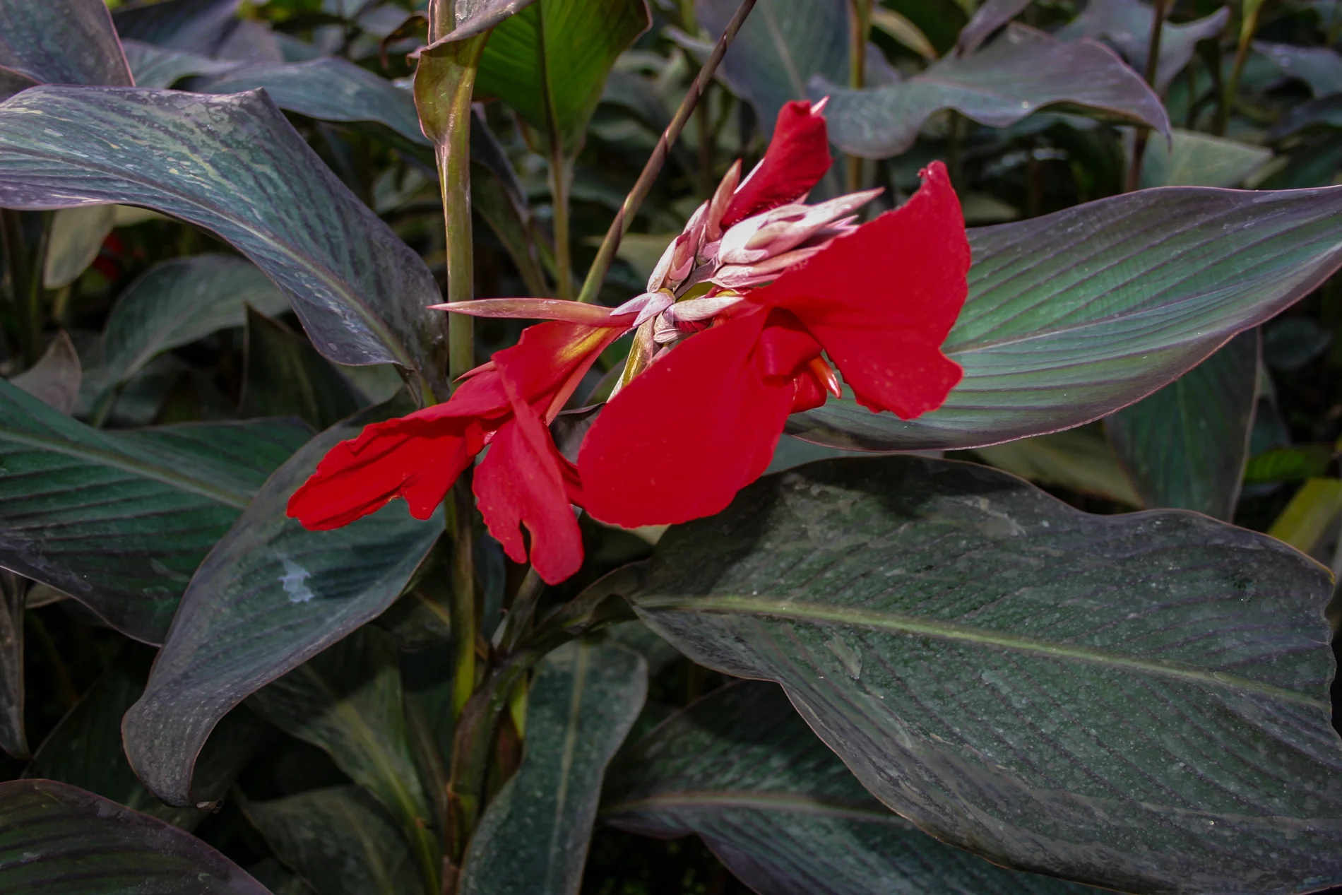 Canna 'Black Knight' — Florida Aquatic Nurseries