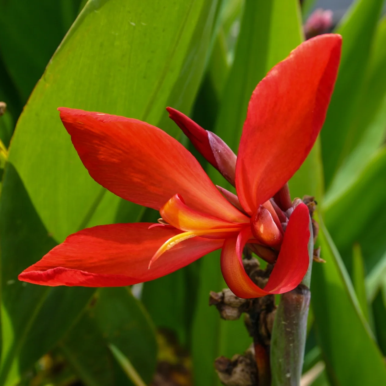 Canna+glauca+%27Endeavor%27+4+%281+of+1%29.jpg