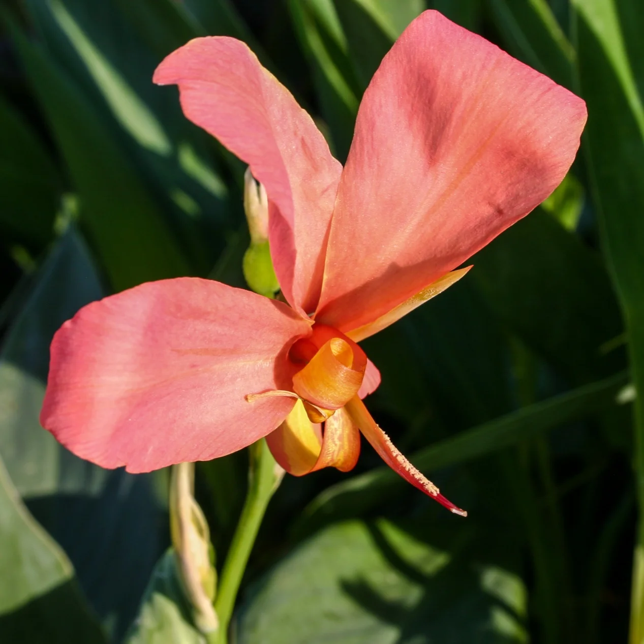Canna+glauca+%27Erebus%27+3+%281+of+1%29.jpg