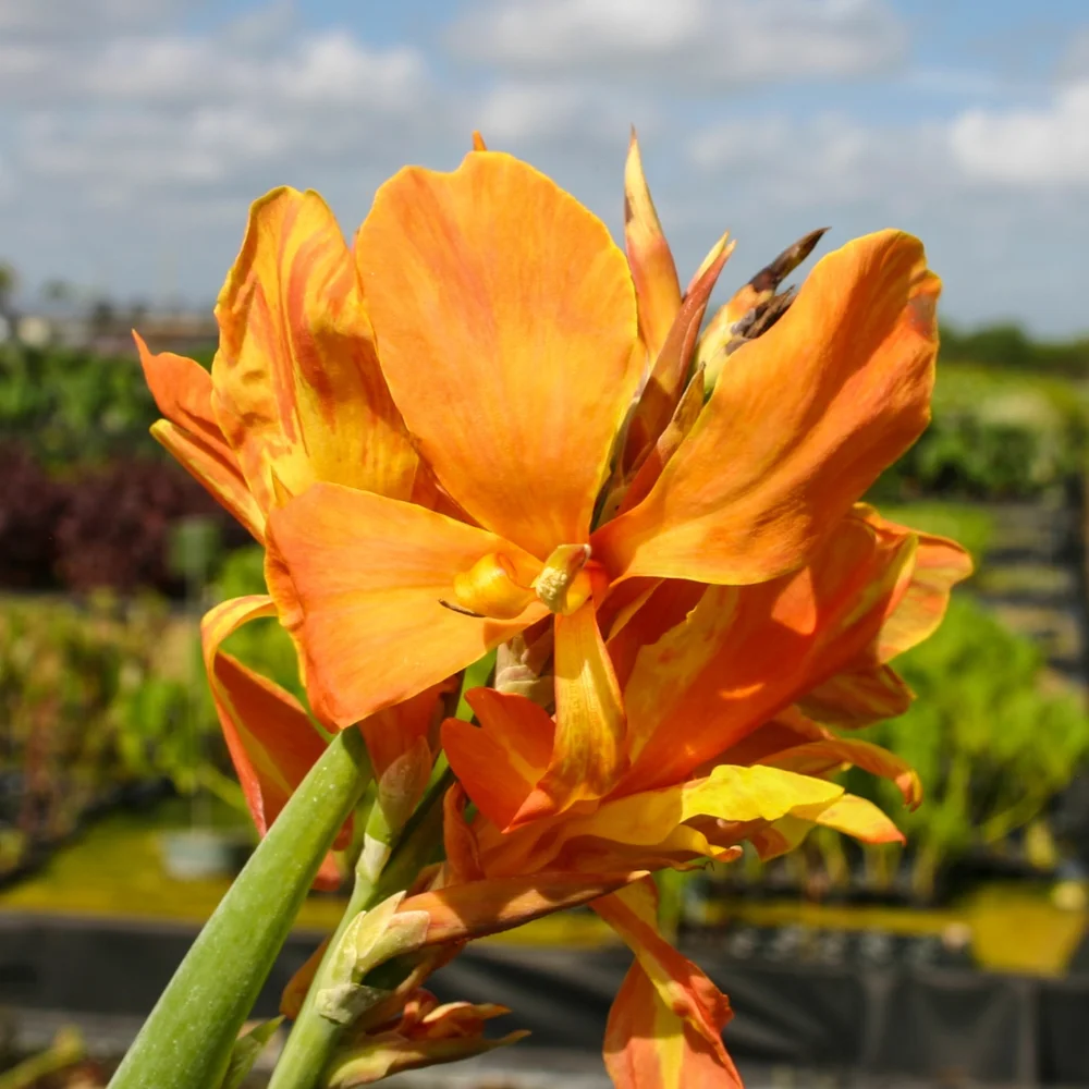 Canna, Endeavor