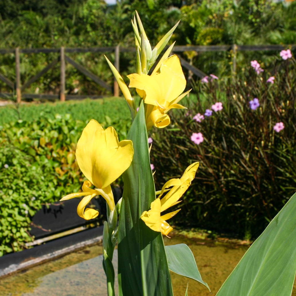 Canna+glauca+%27Ra%27+%281+of+1%29.jpg