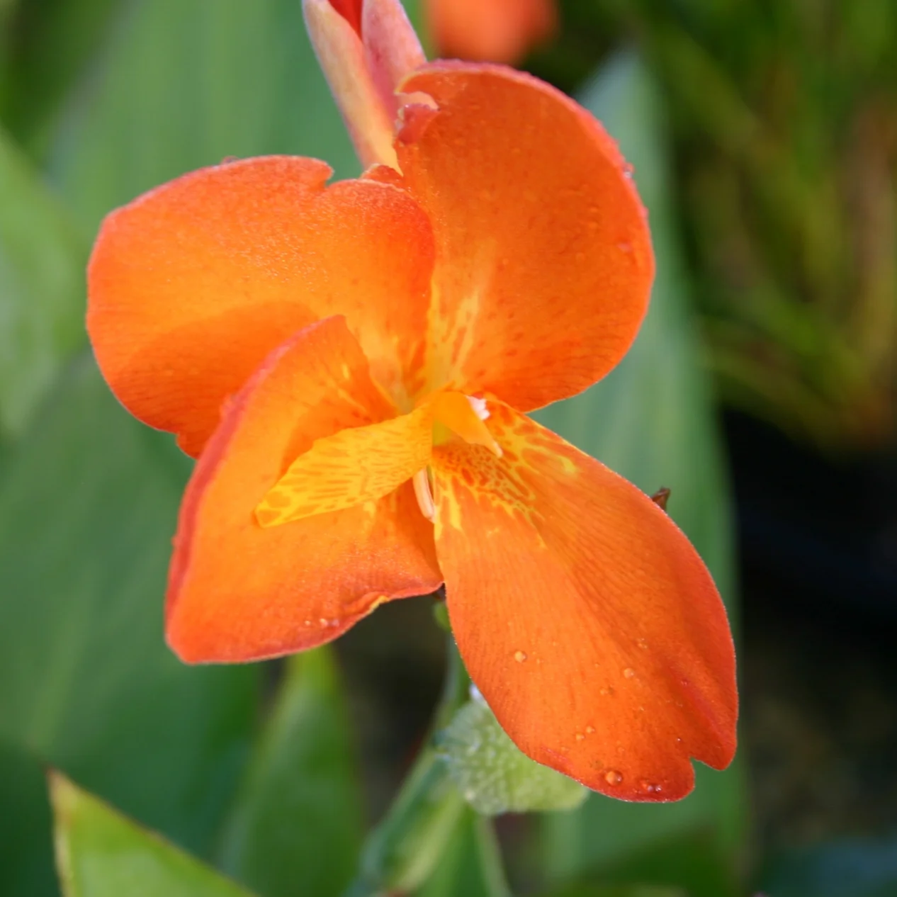 Canna+Orange+Punch+%281+of+1%29.jpg