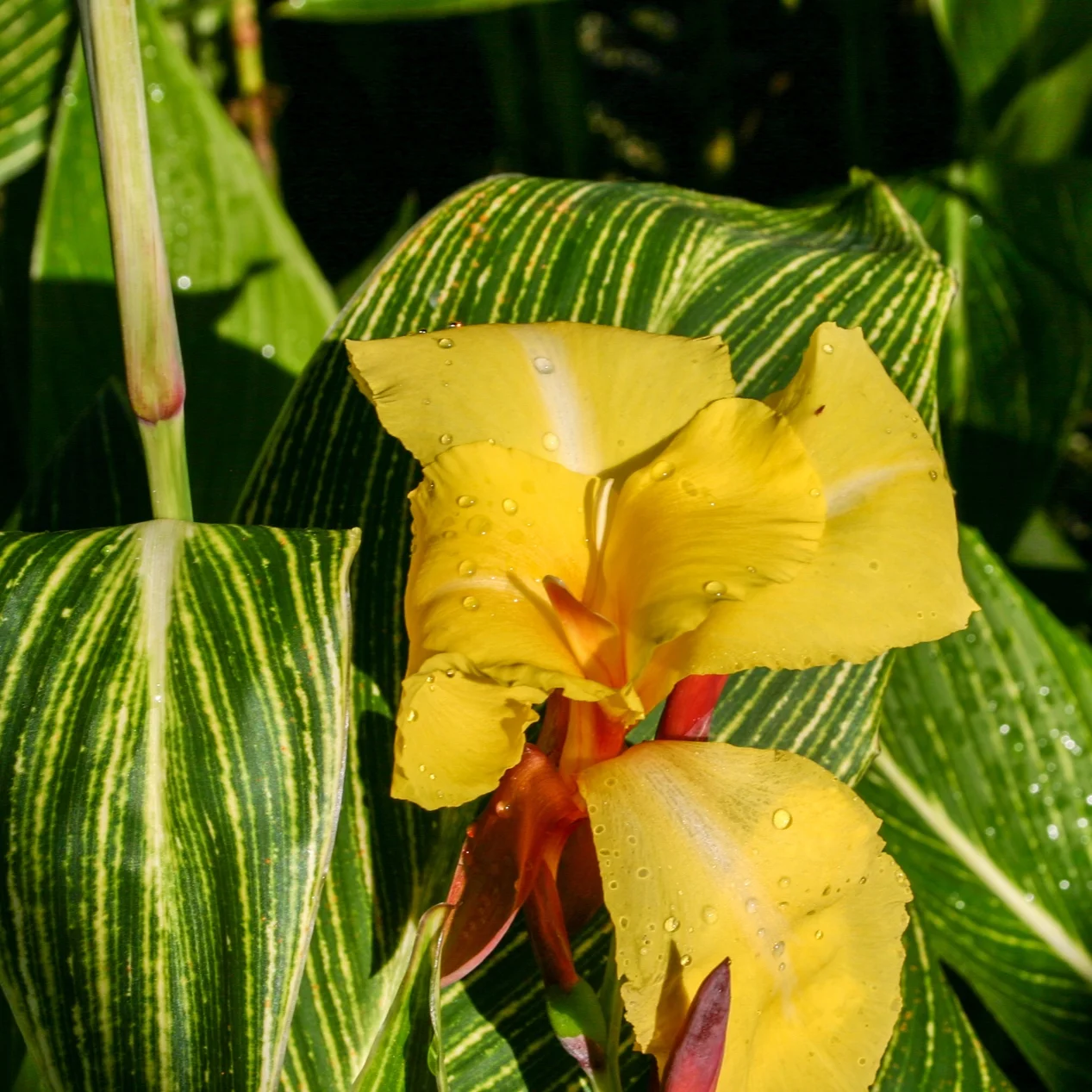 Canna+%27Striped+Beauty%27+%281+of+1%29.jpg