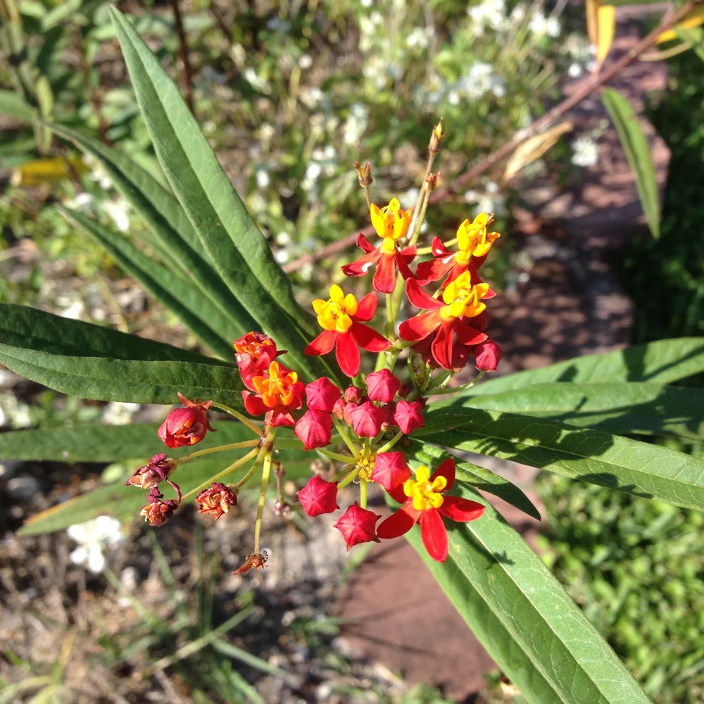 Mexican Butterfly Weed