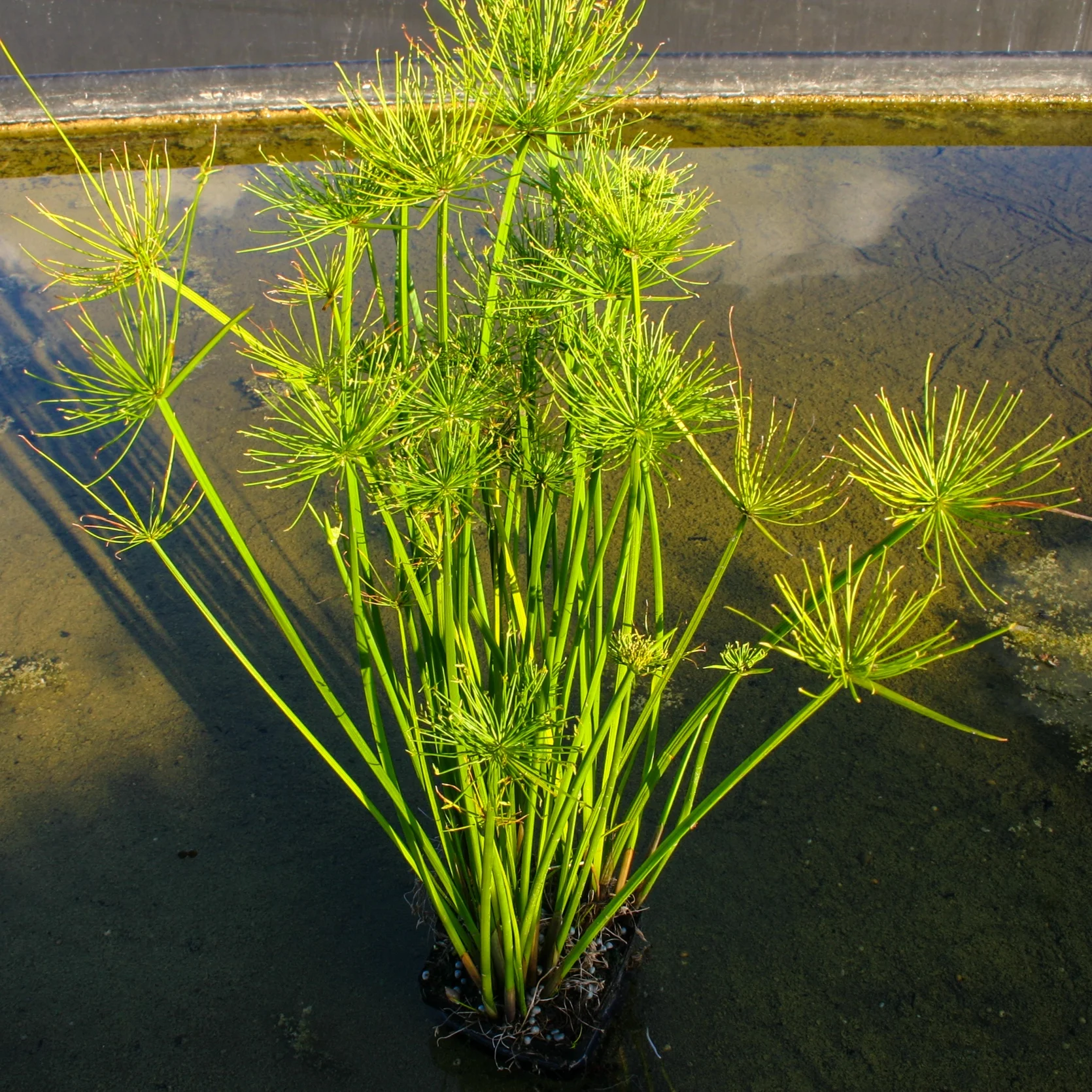 Cyperus+haspan+%281+of+1%29.jpg