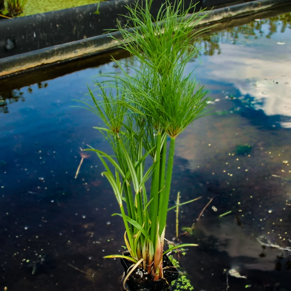 Papyrus, Dwarf Giant