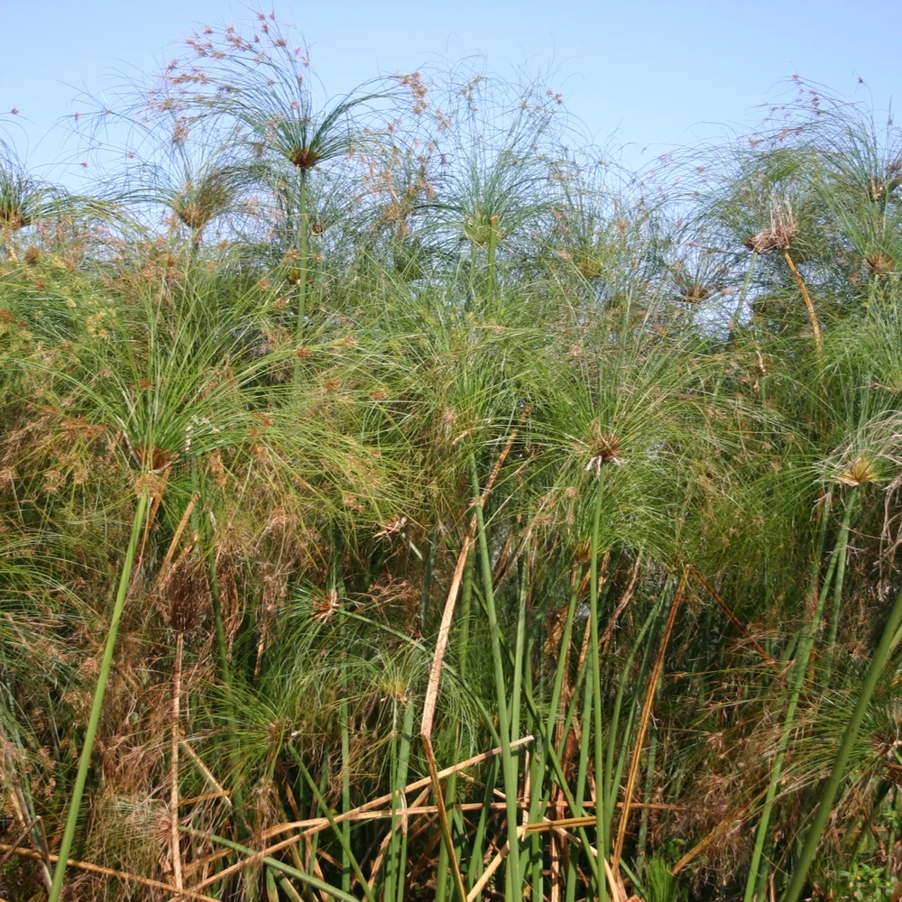 Papyrus, Giant