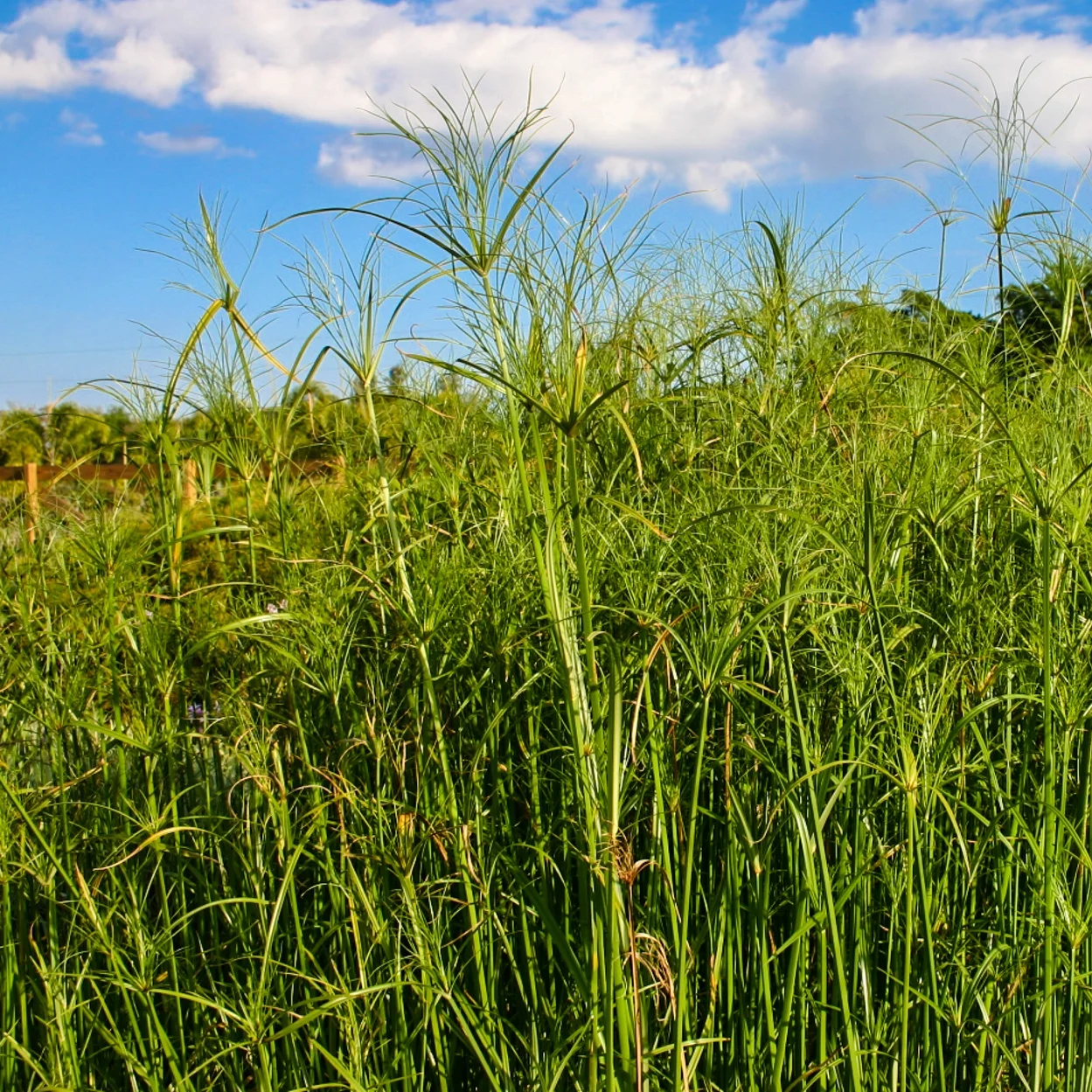 Cyperus+giganteus+%281+of+1%29.jpg