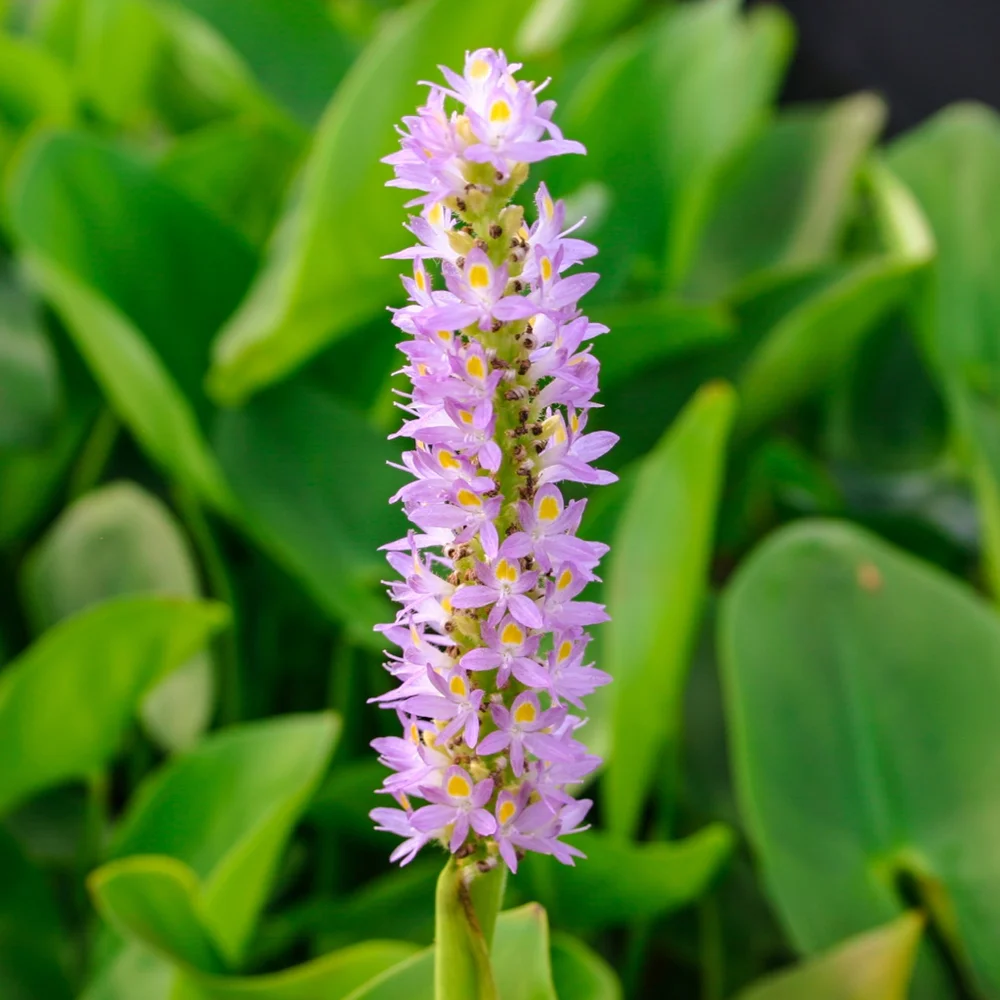 Pickerel, Pink