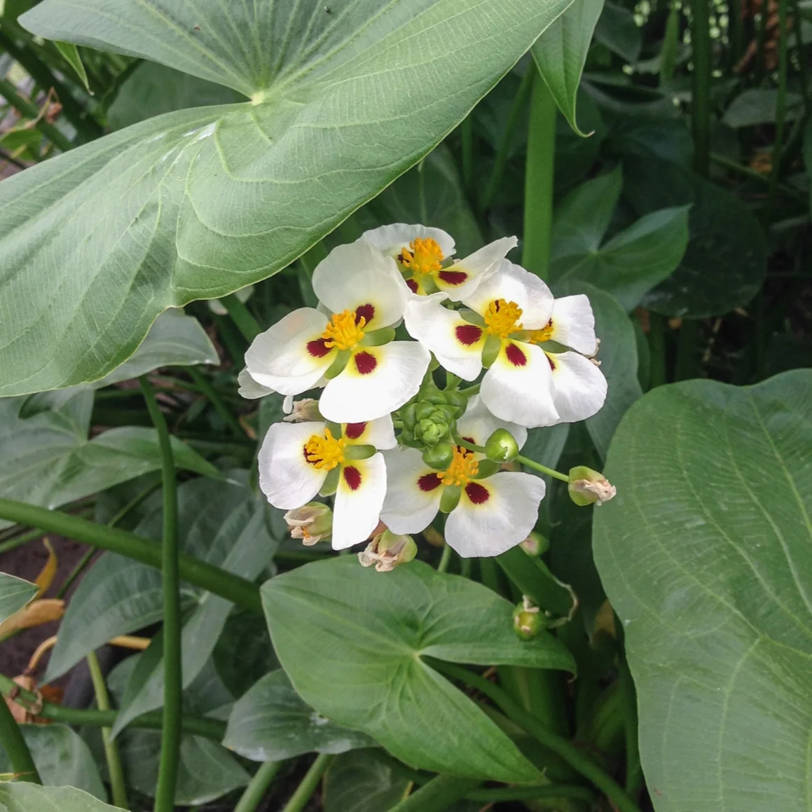 Sagittaria+montevedensis+2+%281+of+1%29.jpg