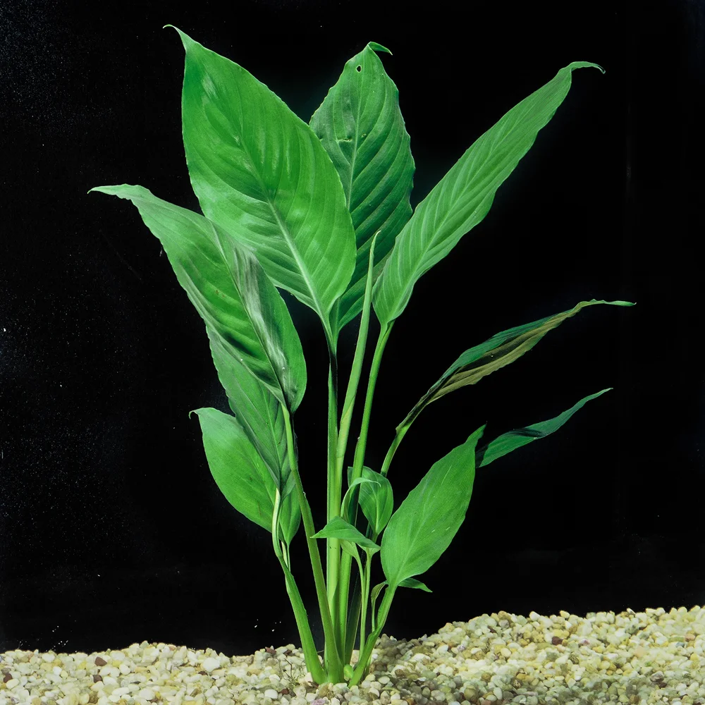 Peace Lily