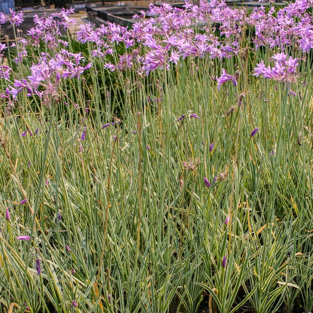 Society Garlic, Variegated