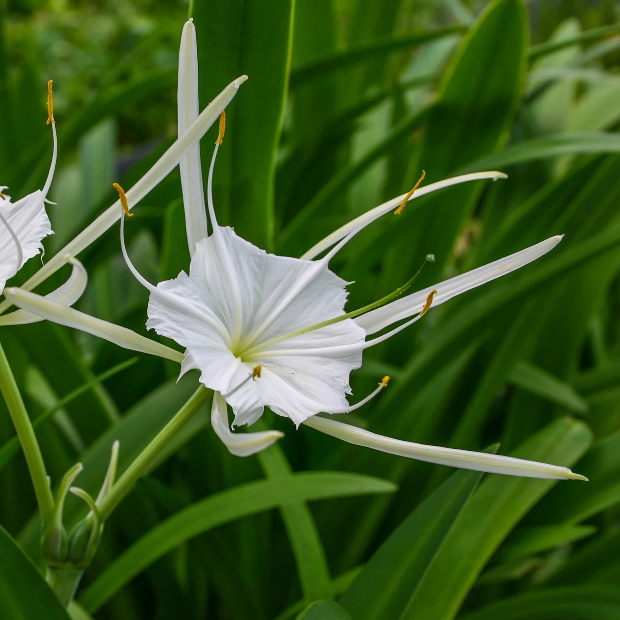 Spider+Lily+%281+of+1%29.jpg