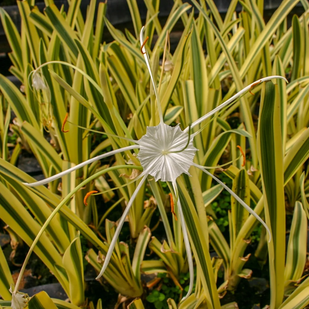 Spider Lily, Variegated
