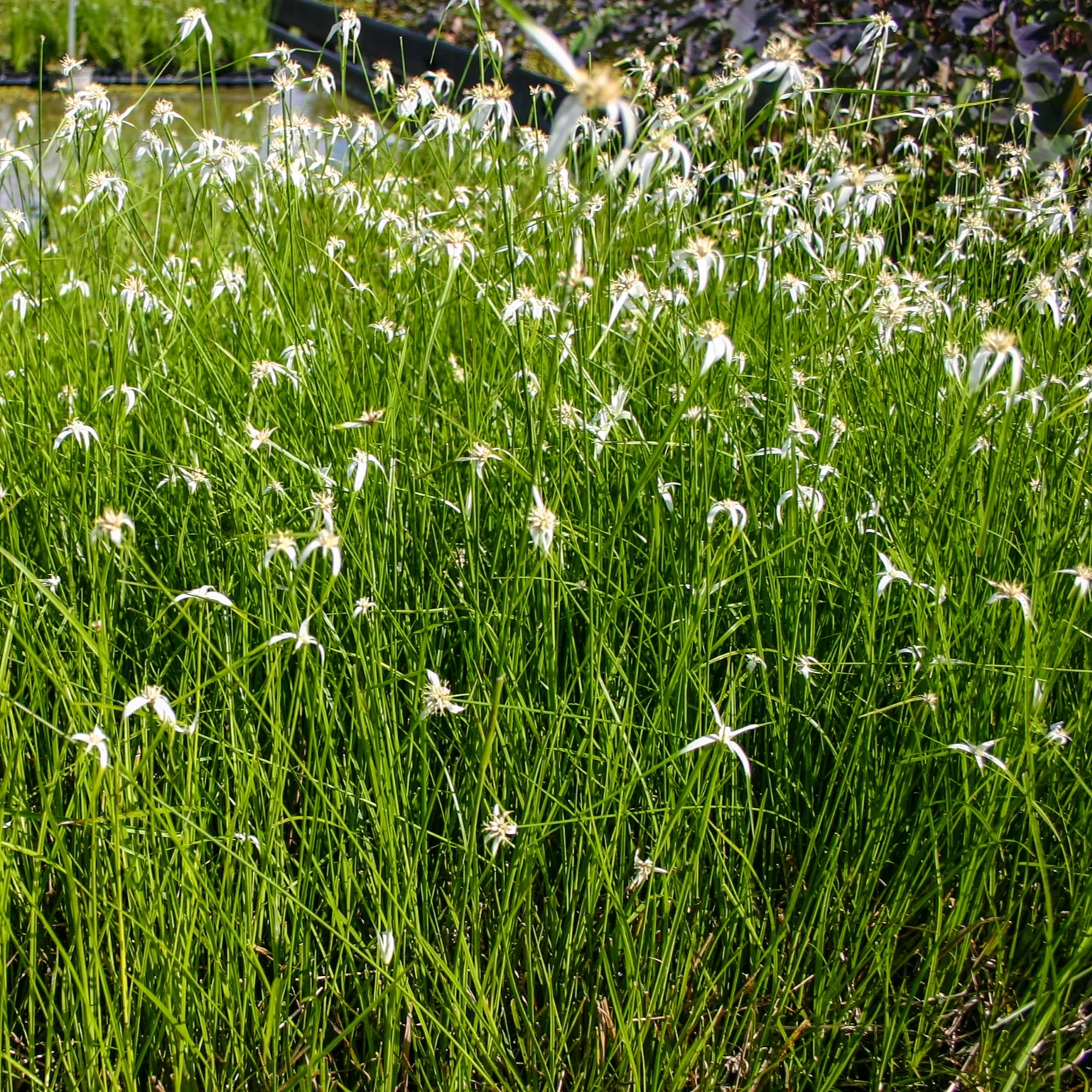 Stargrass+%281+of+1%29.jpg