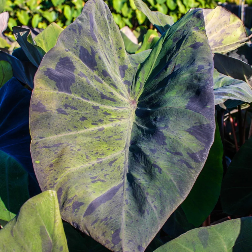 Taro, Black Magic