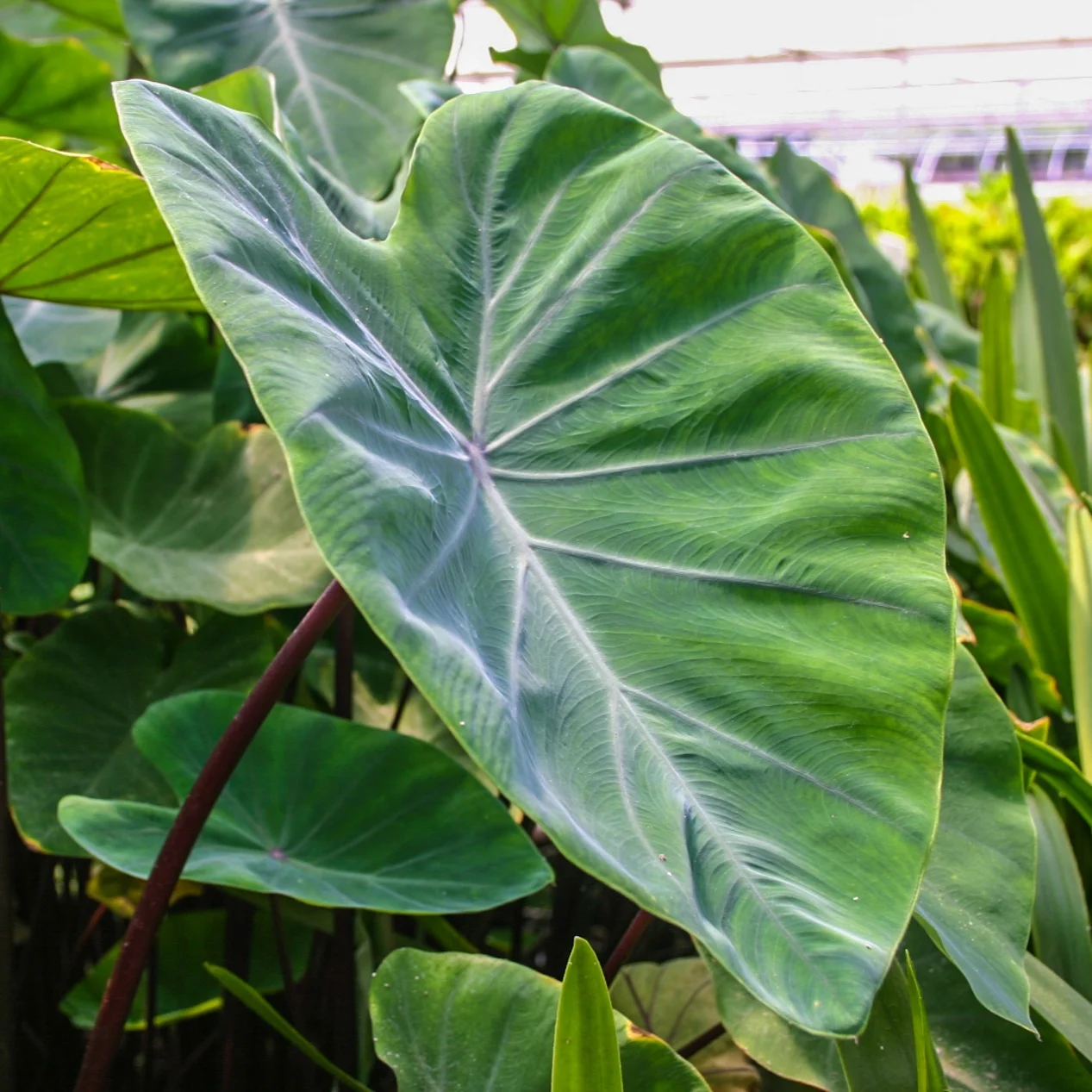 Violet+stem+taro+1+%281+of+1%29.jpg