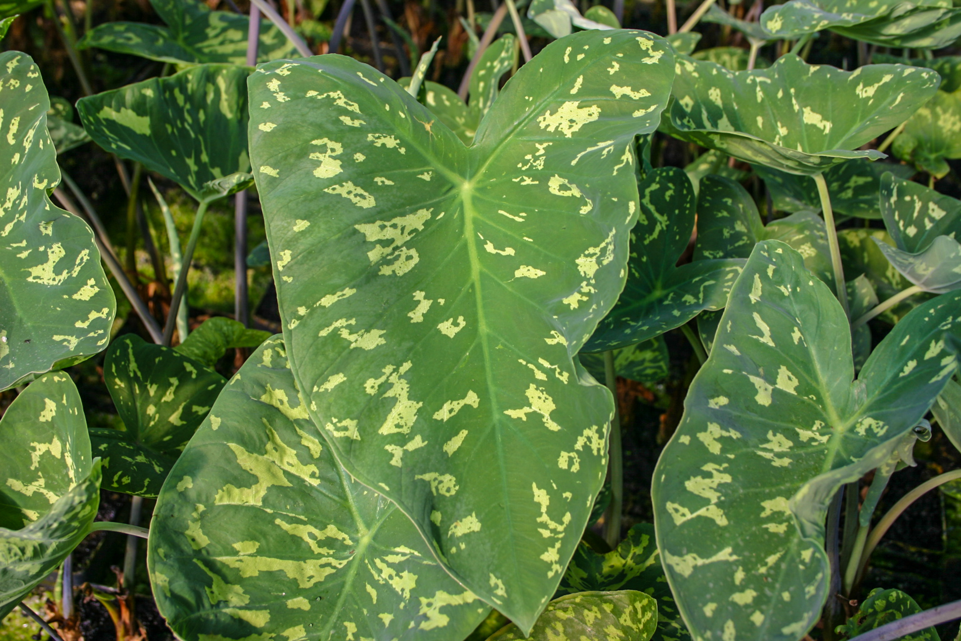 Variegated Taro Alocasia amazonica 'Hilo Beauty' — Florida Aquatic Nurseries