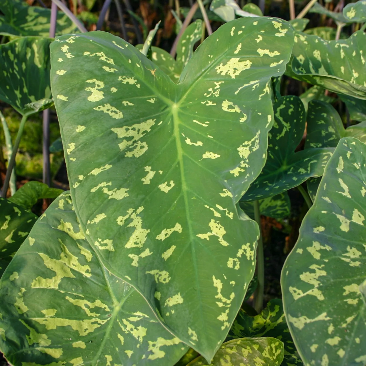 Variegated+taro+%281+of+1%29.jpg