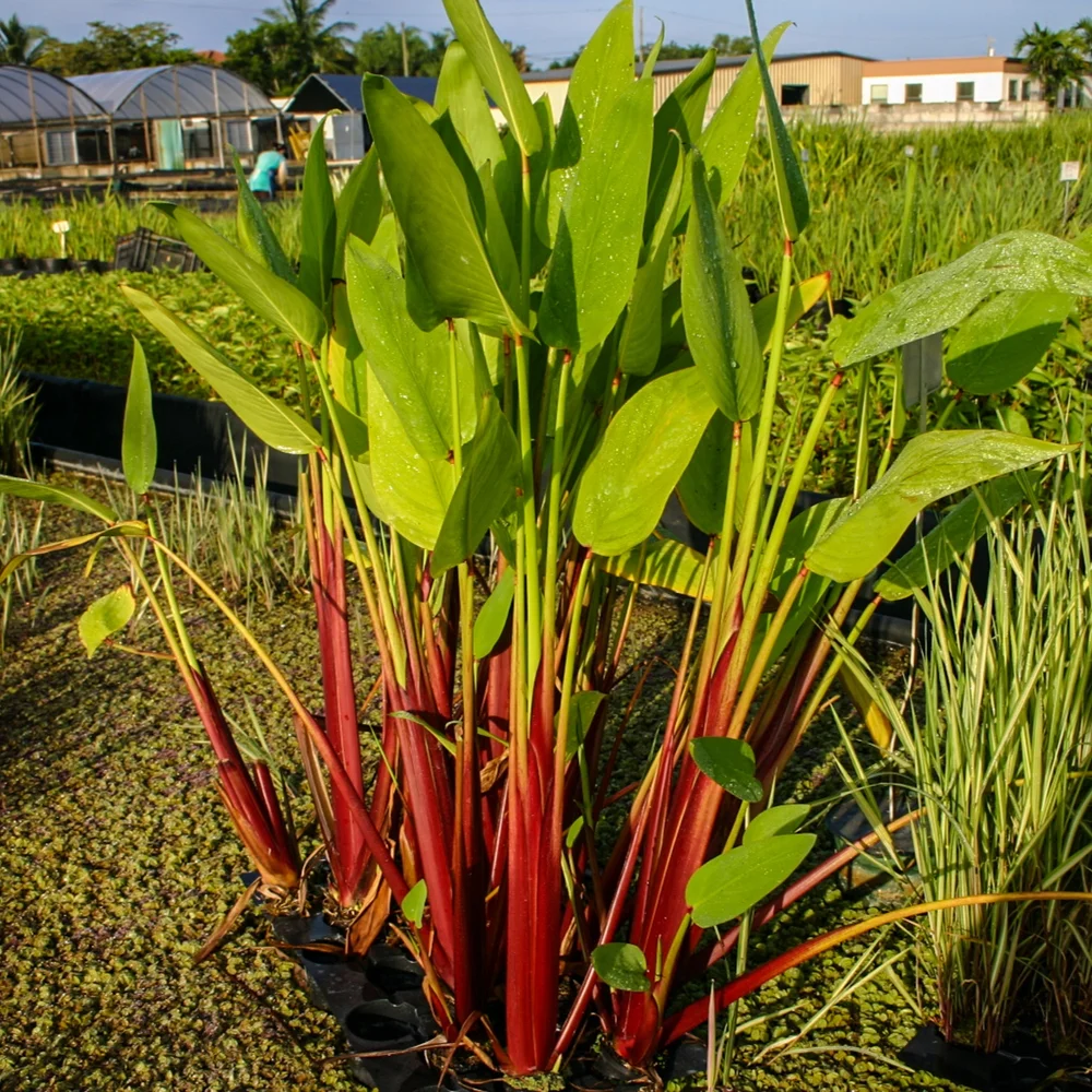 Thalia Red Stem