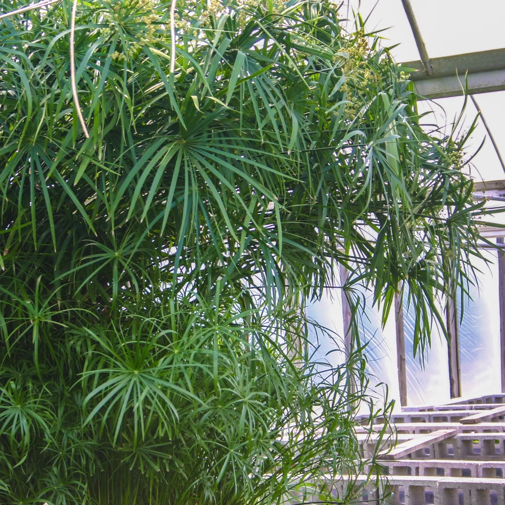 Umbrella Palm