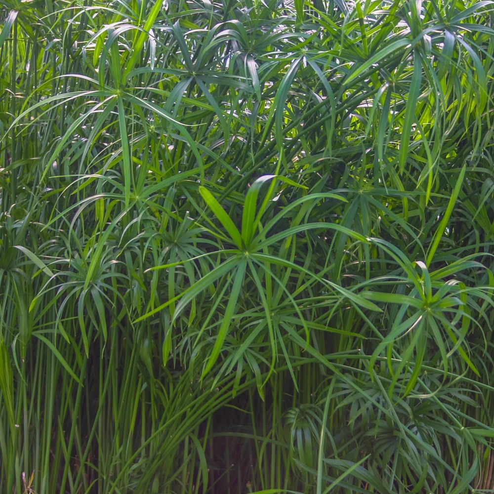 Umbrella Palm, Medium
