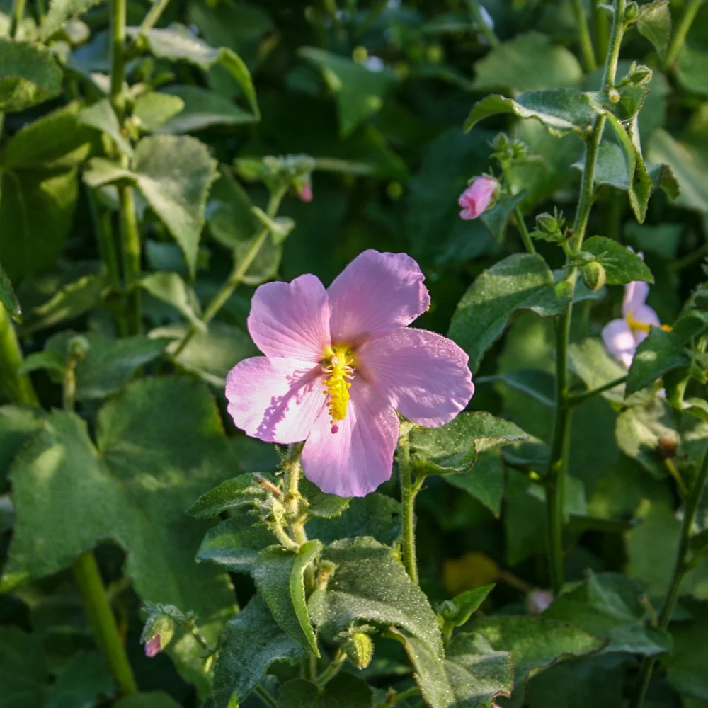 Water Hibiscus, Pink Small