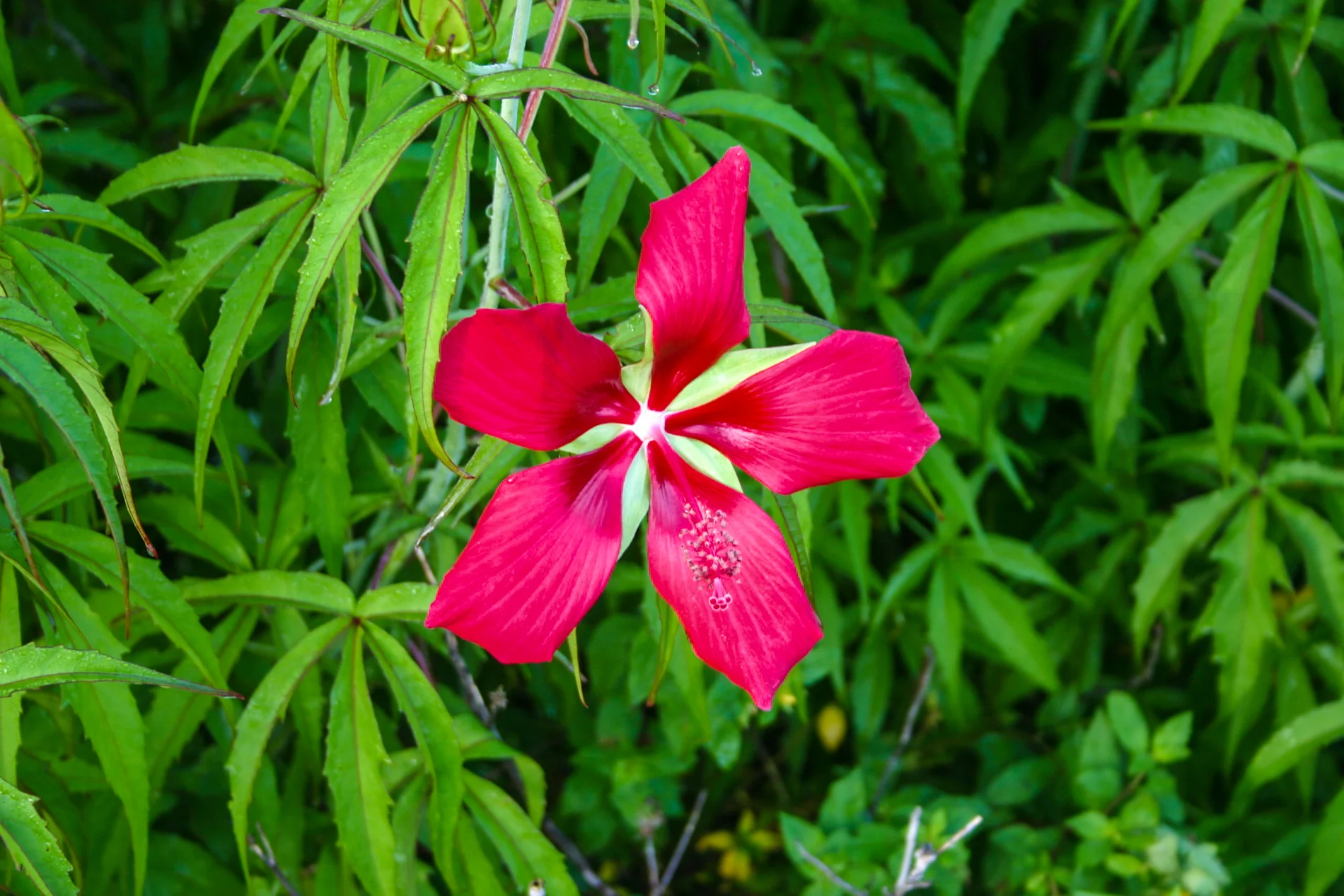Hibiscus coccineus — Florida Aquatic Nurseries