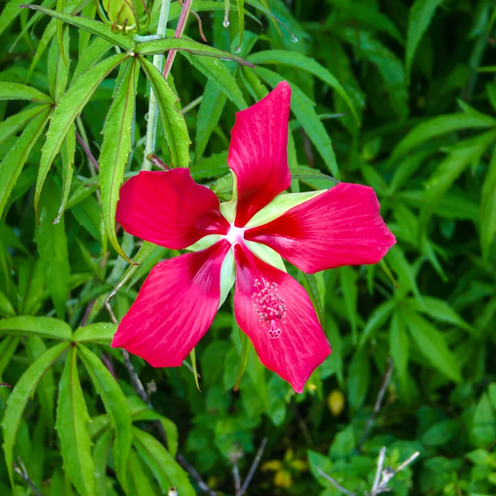 Water Hibiscus, Red