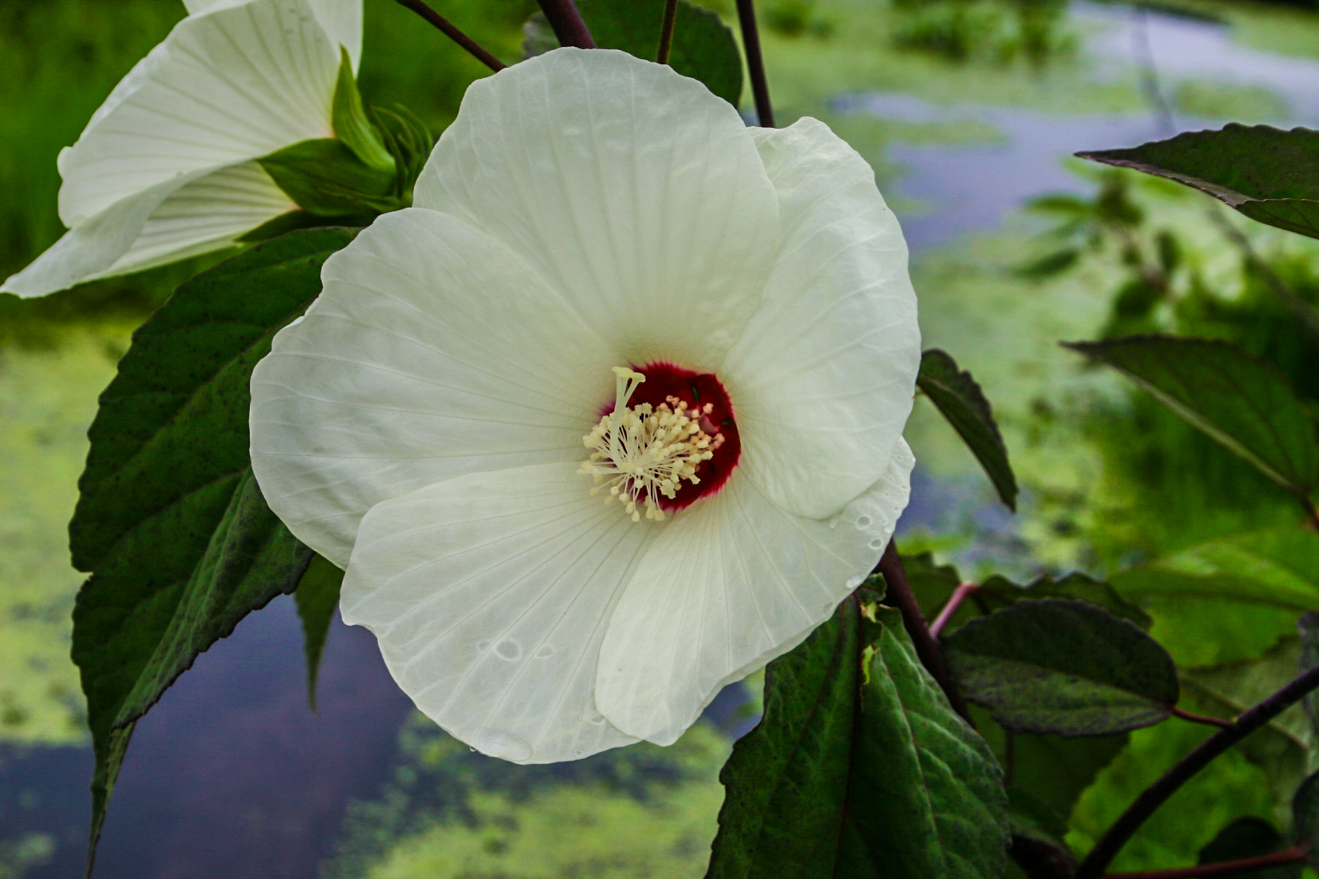 Hibiscus moscheutos — Florida Aquatic Nurseries
