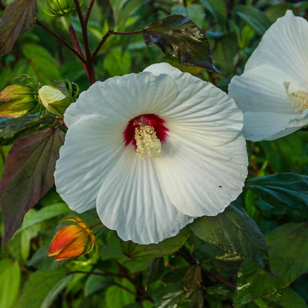 Water Hibiscus, White Large