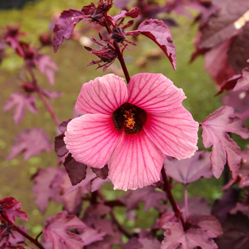 Water Hibiscus, Red Night