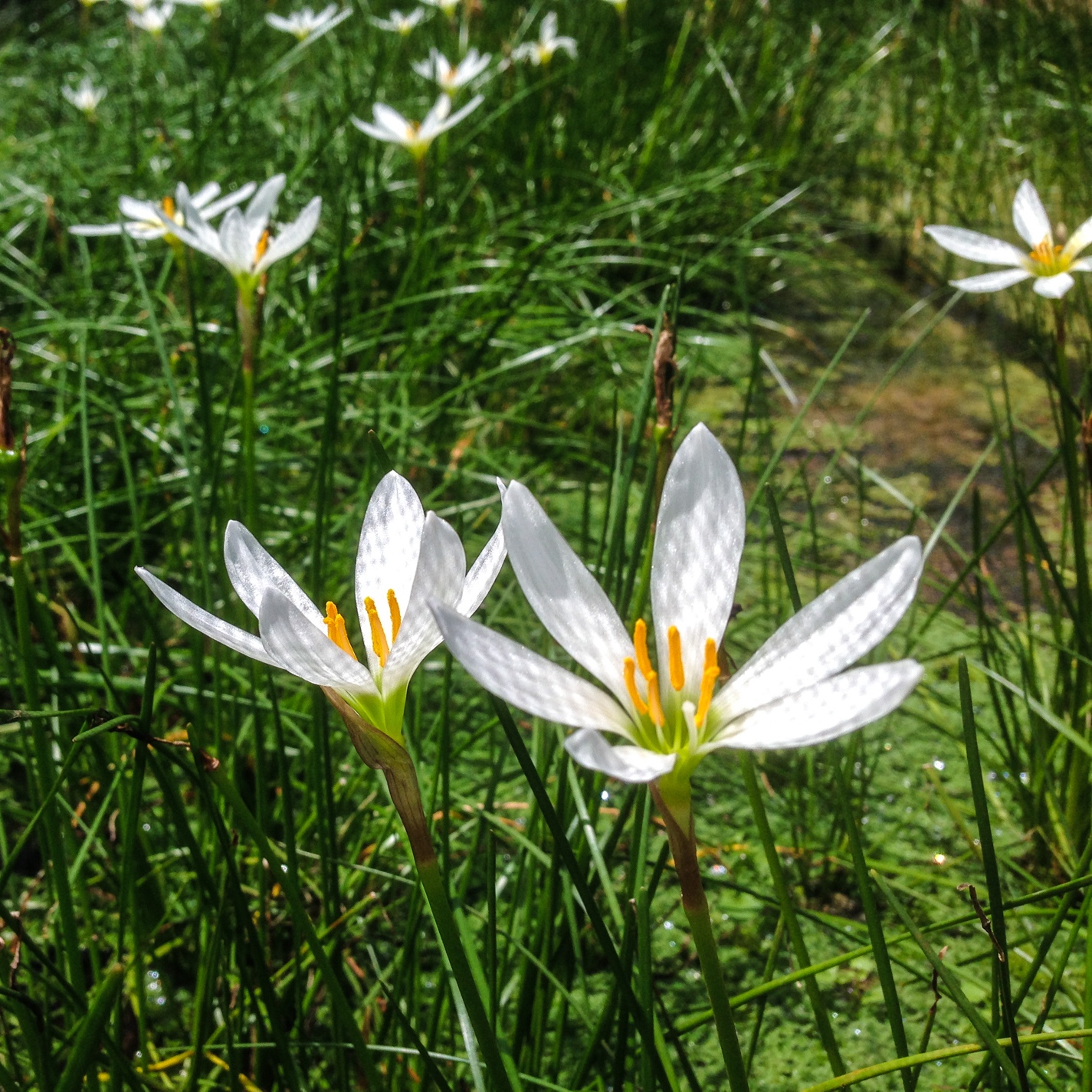 Zephyranthes+candida+2+%281+of+1%29.jpg