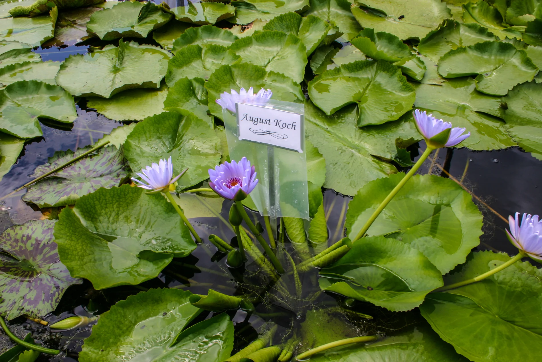 Nymphaea 'August Koch' — Florida Aquatic Nurseries